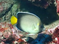 Apolemichthys xanthurus