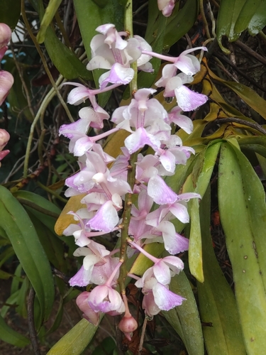 Aerides falcata, photograph 4
