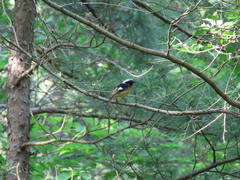 Phoenicurus auroreus