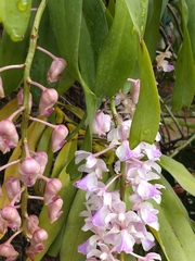 Aerides falcata, photograph (c) Utain Pummarin, some rights reserved (CC BY)