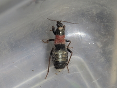 Prostemma albimacula