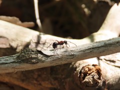 Polyrhachis lamellidens