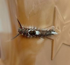 Lepidoptera