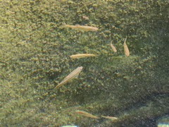 Rhynchocypris oxycephalus