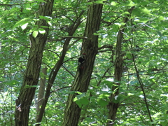 Dendrocopos leucotos