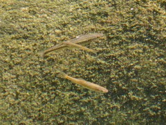 Rhynchocypris oxycephalus