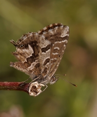 Cacyreus fracta
