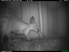 Osphranter robustus erubescens