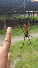 Nephila pilipes