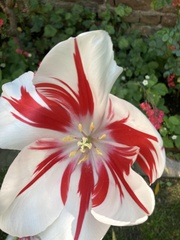 Tulipa