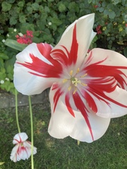 Tulipa