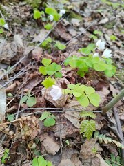 Oxalis acetosella