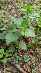 Urtica dioica