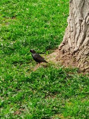 Sturnus vulgaris