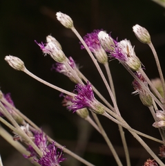 Campuloclinium macrocephalum