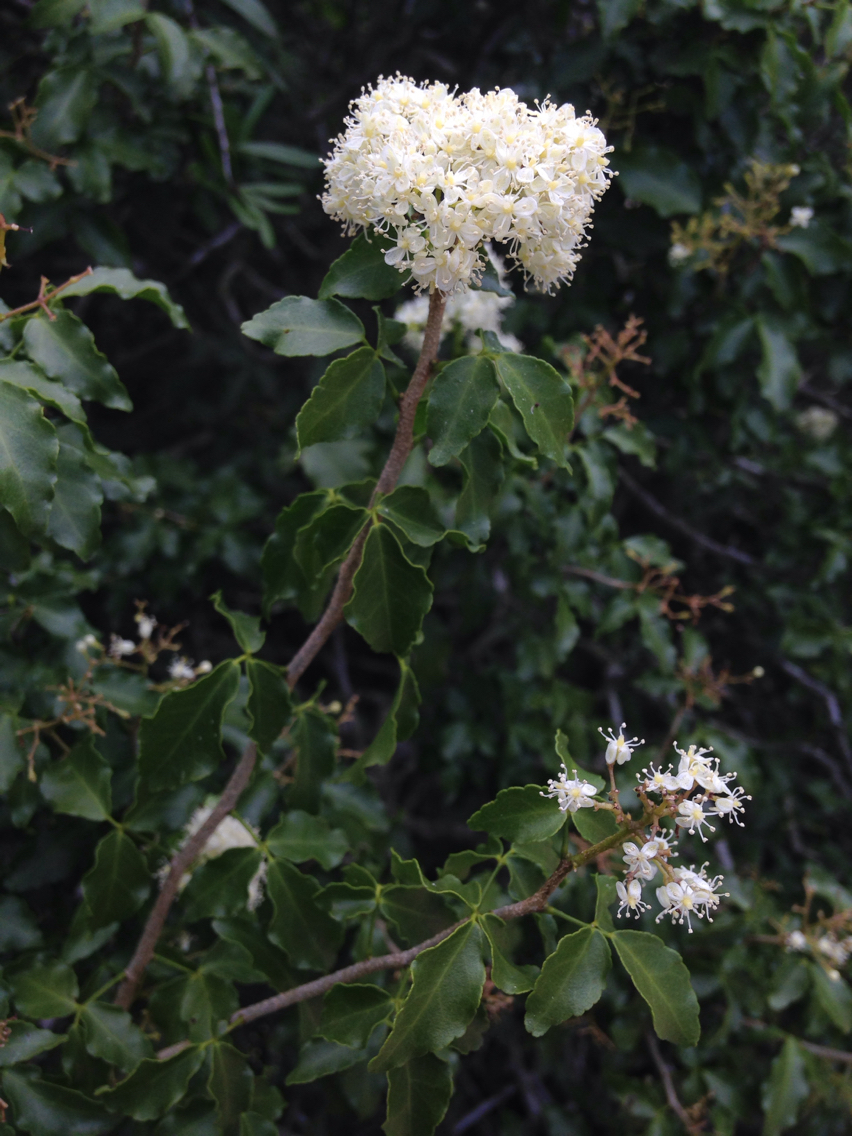 Amyris texana