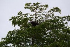 Gracupica nigricollis