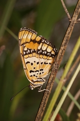 Byblia