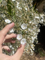 Convolvulus floridus