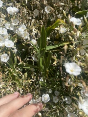 Convolvulus floridus