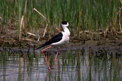 Himantopus himantopus