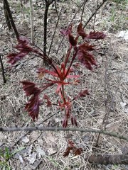 Acer platanoides