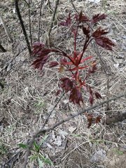 Acer platanoides