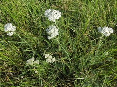 Achillea pannonica