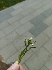 Capsella bursa-pastoris