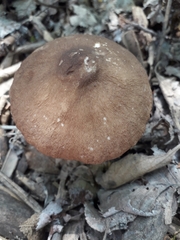 Pluteus phlebophorus