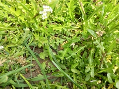 Capsella bursa-pastoris