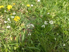 Capsella bursa-pastoris