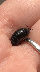 Armadillidium vulgare