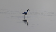 Recurvirostra avosetta