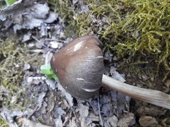 Pluteus phlebophorus