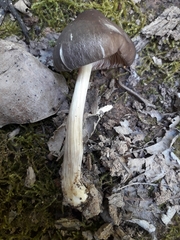 Pluteus phlebophorus