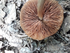 Pluteus phlebophorus