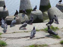 Columba livia domestica