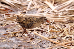 Rallus indicus