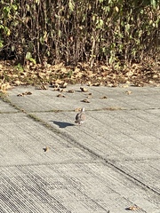 Streptopelia dusumieri