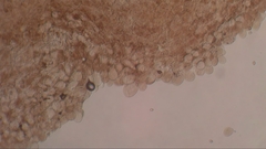 Pluteus phlebophorus