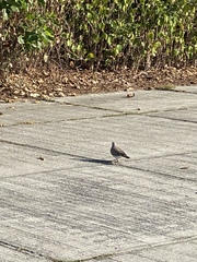 Streptopelia dusumieri