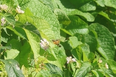Macroglossum