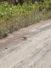 Streptopelia dusumieri