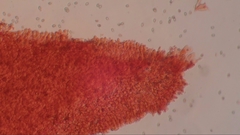 Pluteus phlebophorus