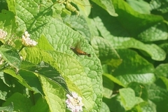 Macroglossum