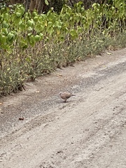 Streptopelia dusumieri