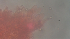 Pluteus phlebophorus