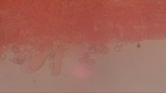 Pluteus phlebophorus