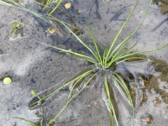 Isoetes butleri